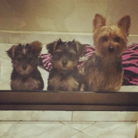 Pedro Cañas Arguello