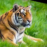 simba tiger