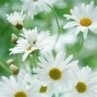 Daisy Đỗ