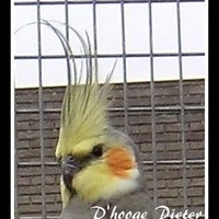 Pieter D'hooge