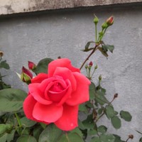 翟伟霞