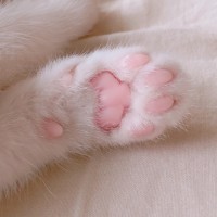 차연주