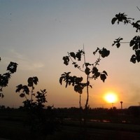 Patcharin Saowaros