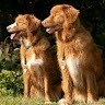 Annechien Willemsen-Kits