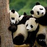 Panda C