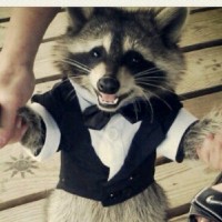 Larry Raccoon