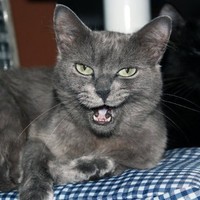 Roger Thecat
