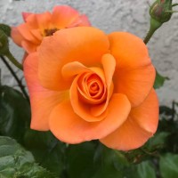 Diane Chavez
