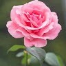 Raghu M