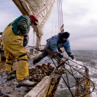Skipjack Oysters