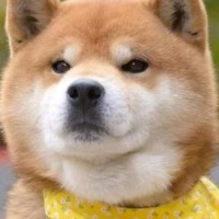 郑高辉