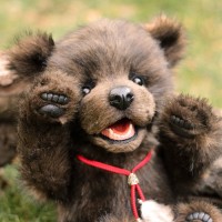 Ella Bear