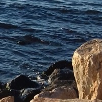 asma cheikh ali