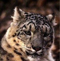 Avs62 Семилетов Андрей