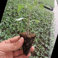 Abdelghafour Boujnah