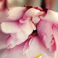 Salam Heart