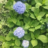 Pop Blue