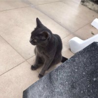 杜俊飞