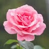 Gianna A