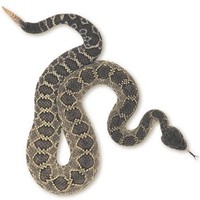 Agua Dulce Snake Guy - Bruce Freeman