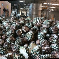 oscar vazquez camarena