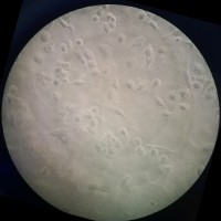 Ayyanar Biotech