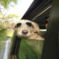 Antonio Rico Toledano