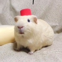 류수정
