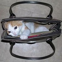 Bagged By Kat