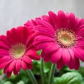 Rajitha Vitla