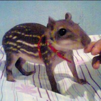 Brahyam Sneyder Villamizar López