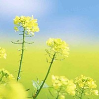 عبدالعزيز الاحمري