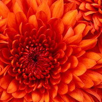 Malik Cabassa