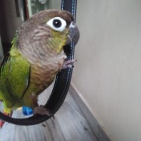 GOWRI SHANKAR PERUMALLA