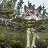 Larry Wolfe