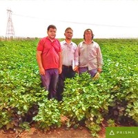 Cotton Fiber