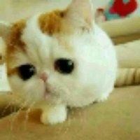 张晓君