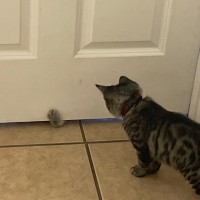 Ba Va