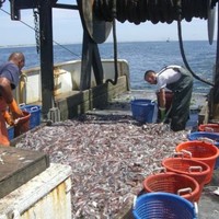 Fishing Vessel Boomer Too