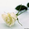 Voice Of
