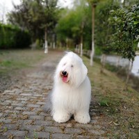 石秀菊