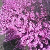 曹春元