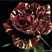 vickie rhodes