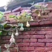 易小磊