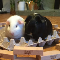 Greedy And Pippi