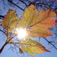 Karen K Hansen-Goodwin