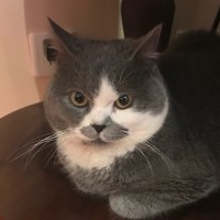 Maple Gu