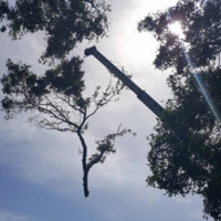 Tree Love