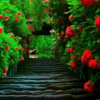 Hossam Maged