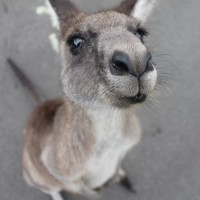 RetailCare Developer